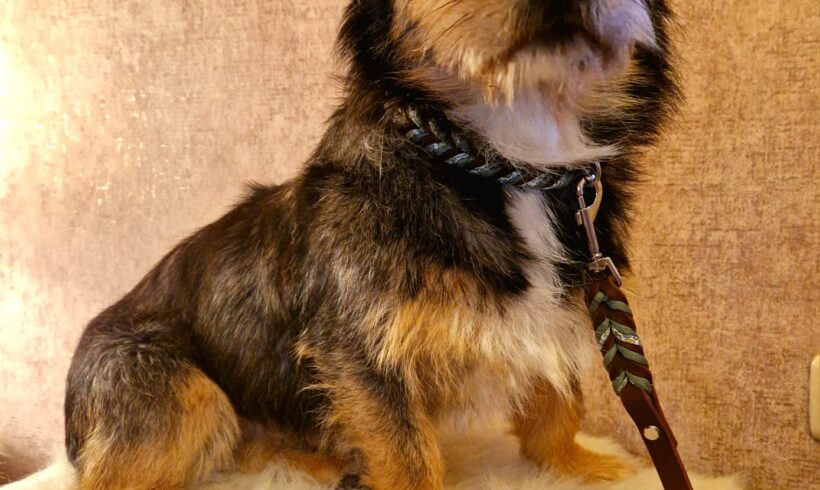 Dezi 4 ♥ Auf Pflegestelle in 26725 Emden ♥ vermittelt ♥