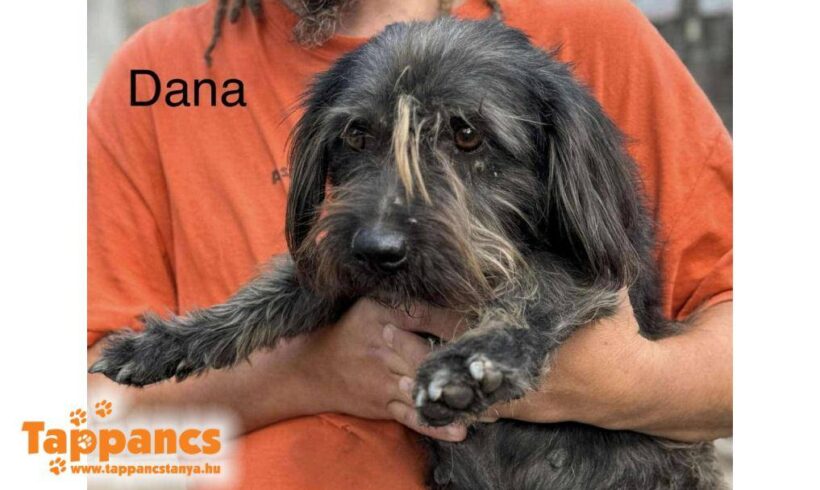 Dana 3 ♥ vermittelt ♥