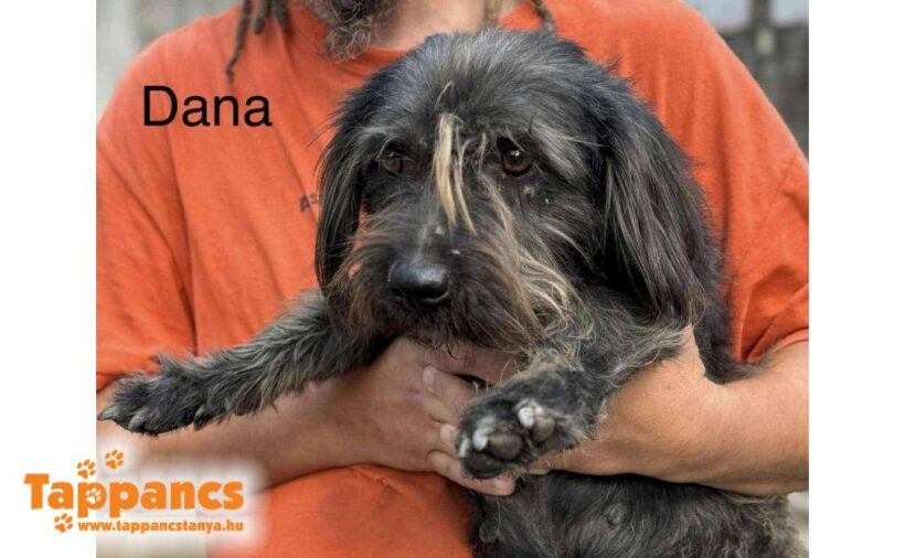 Dana 3 ♥ vermittelt ♥ Dana 3 ♥ vermittelt ♥