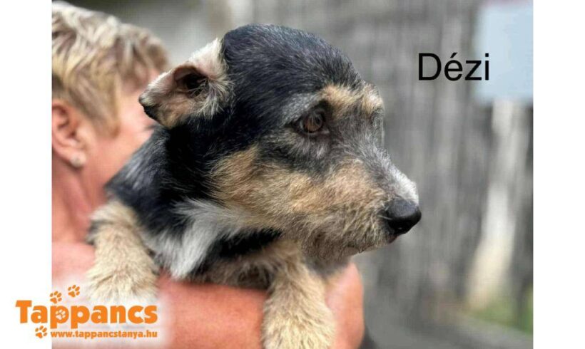 Dezi 4 ♥ zieht am 20.12.25 auf Pflegestelle nach 26725 Emden ♥