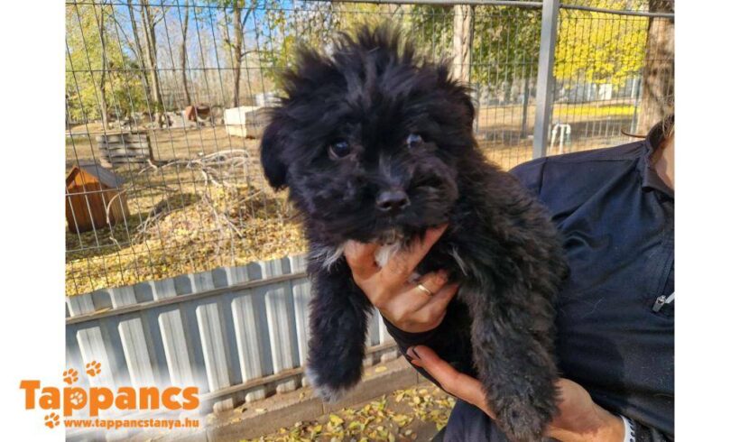 Hepy ♥ vorreserviert ♥