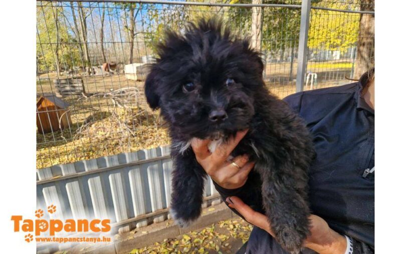 Hepy ♥ vorreserviert ♥