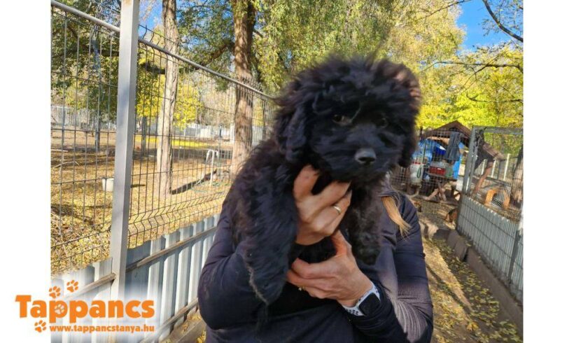 Herceg 3 ++++ vermittelt ++++