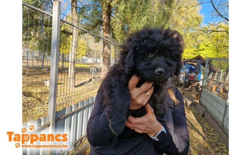 Herceg 3 ++++ vermittelt ++++