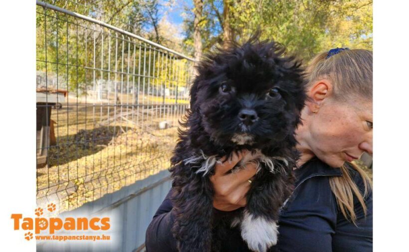 Hugi 2 ♥ zieht am 20.12.2025 auf Pflegestelle nach 26209 Hatten  ♥ vermittelt♥