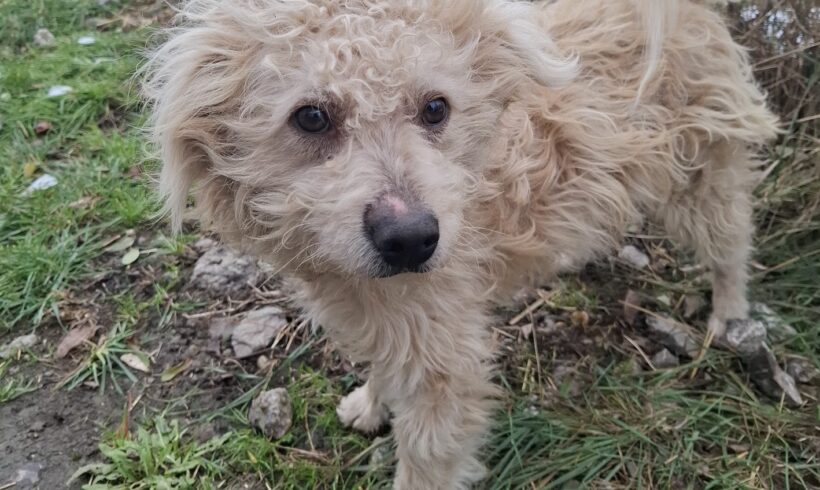 Pitu ♥ wieder vorreserviert ♥