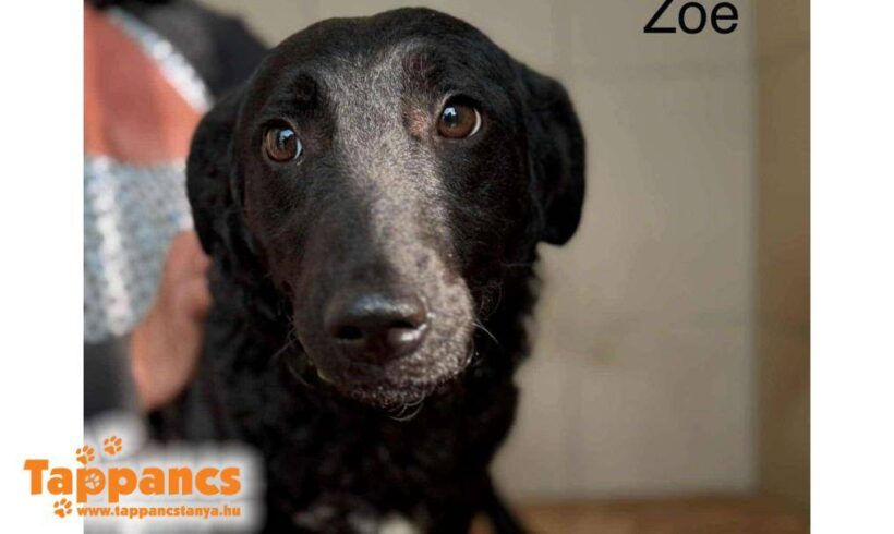 Zoe 5 – kam leider zurück- sie war toll im Zuhause, Besitzerin ist aber etwas zugestoßen :-(((