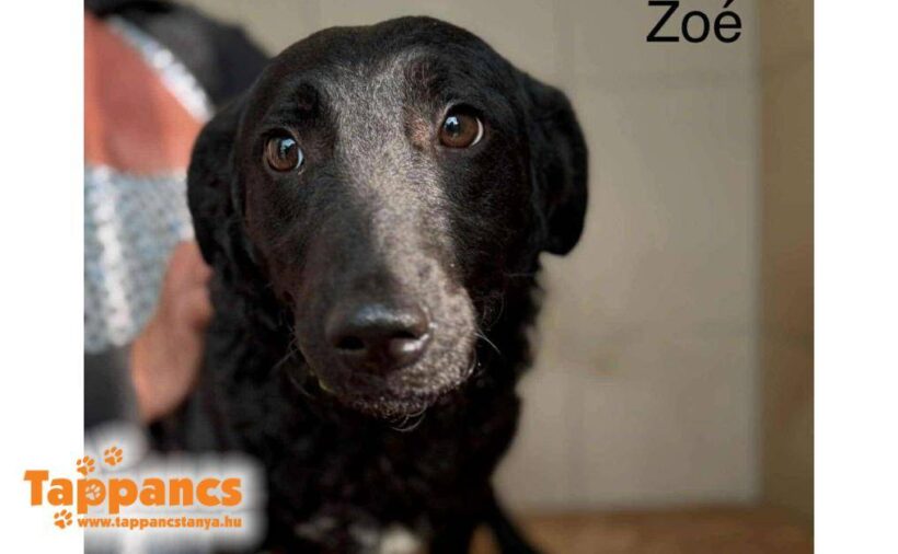 Zoe 5 – kam leider zurück- sie war toll im Zuhause, Besitzerin ist aber etwas zugestoßen :-(((