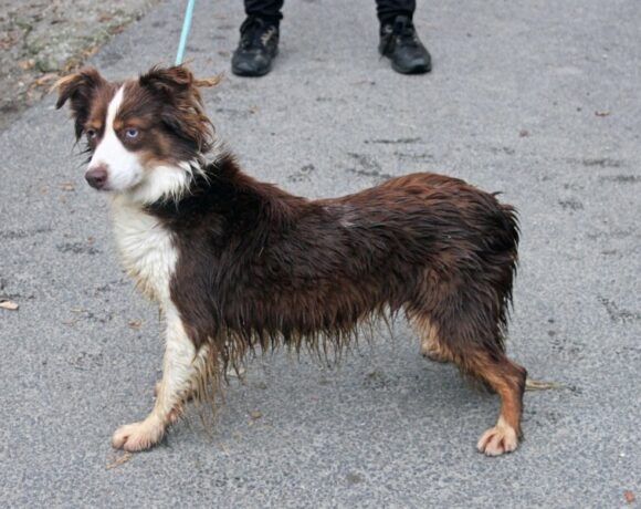 Fahej 2 NOTFALL Fahej 2 NOTFALL