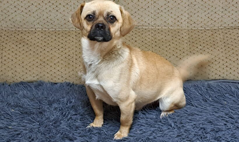 Gerry +++vermittelt+++