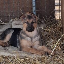 Lotti, Lina, Leni und Lou, Lino und Luis ab 17.Januar 2026 im Tierheim Dillenburg – suchen Transportpaten!