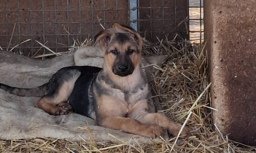 Lotti, Lina, Leni und Lou, Lino und Luis ab 17.Januar 2026 im Tierheim Dillenburg – suchen Transportpaten!