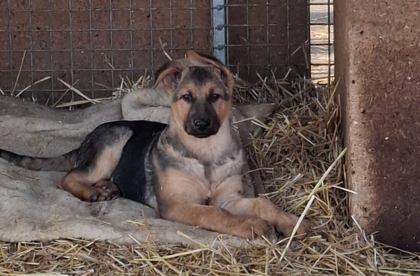 Lotti, Lina, Leni und Lou, Lino und Luis ab 17.Januar 2026 im Tierheim Dillenburg – suchen Transportpaten!