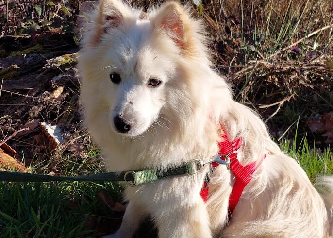 Felix 3  ♥ Auf PS in 66773 Hülzweiler ♥ vermittelt ♥