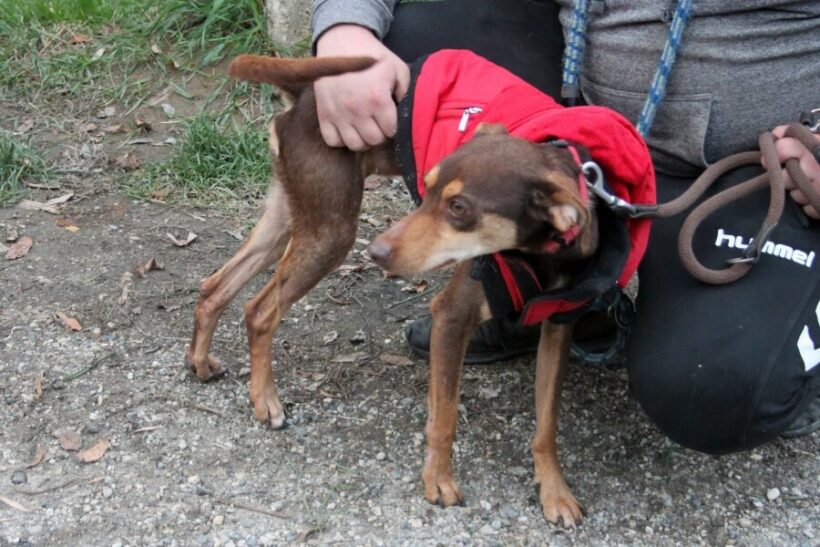 Csonti +++katzenfreundlich+++ vermittelt +++ Csonti +++katzenfreundlich+++ vermittelt +++