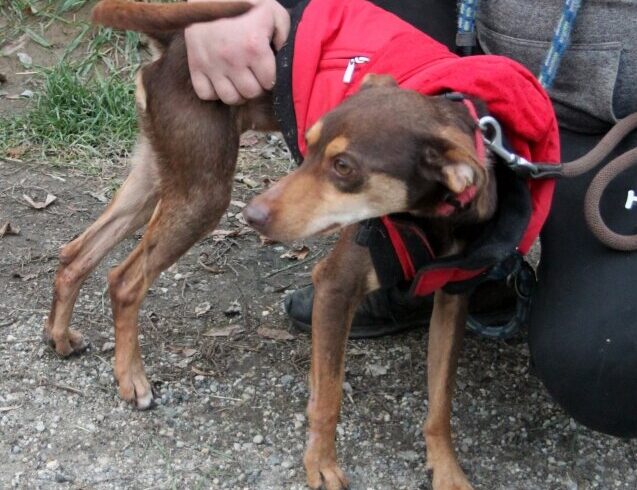 Csonti +++katzenfreundlich+++ vermittelt +++