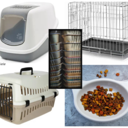 Katzenhilfen in Ungarn sind überlastet….