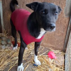 Mancs 4+++katzenfreundlich+++ ab dem 20.12.2025 im Tierheim 35683 Dillenburg +++