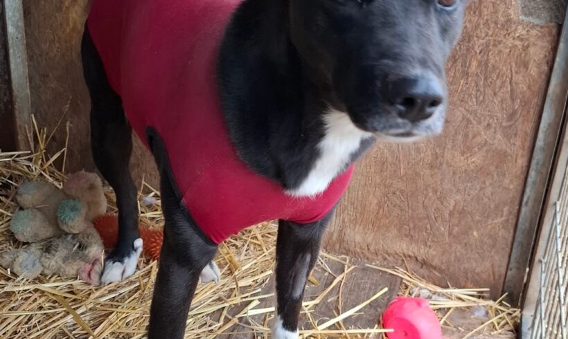 Mancs 4+++katzenfreundlich+++ ab dem 20.12.2025 im Tierheim 35683 Dillenburg +++