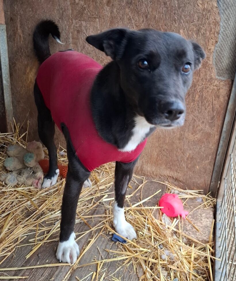 Mancs 4+++katzenfreundlich+++ ab dem 20.12.2025 im Tierheim 35683 Dillenburg +++ Mancs 4+++katzenfreundlich+++ ab dem 20.12.2025 im Tierheim 35683 Dillenburg +++