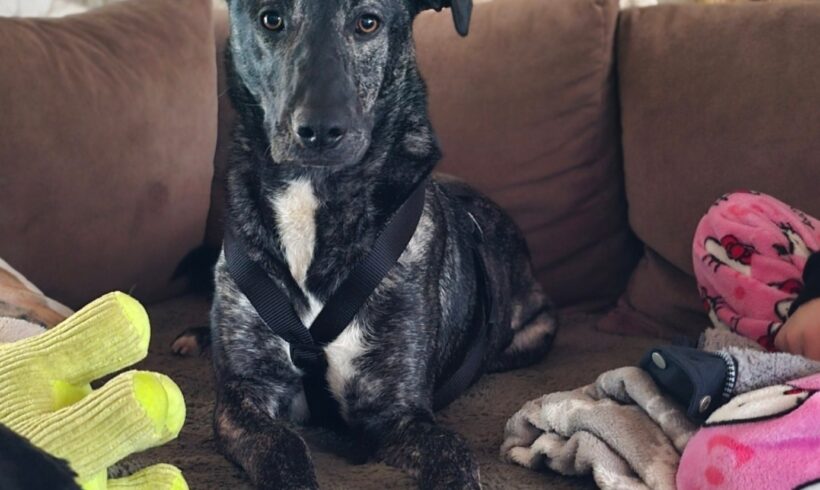 Frici 6 ♥ auf Pflegestelle in 99768 Harztor ♥ katzen- und kinderfreundlich ♥