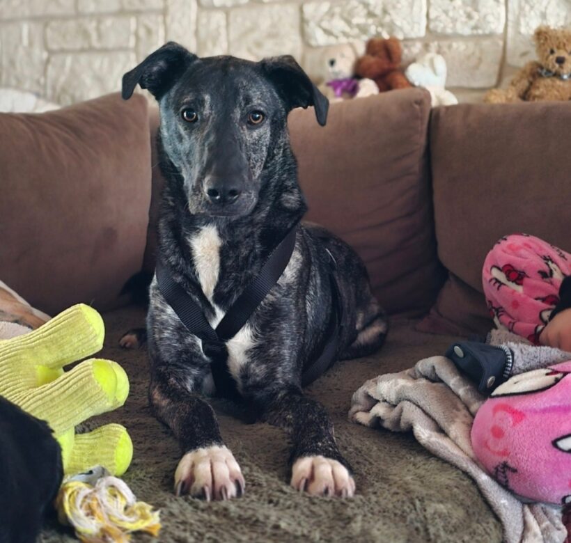 Frici 6 ♥ auf Pflegestelle in 99768 Harztor ♥ katzen- und kinderfreundlich ♥