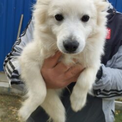 Felix 3  ♥ zieht auf PS nach Hülzweiler und ist bereits vorreserviert ♥