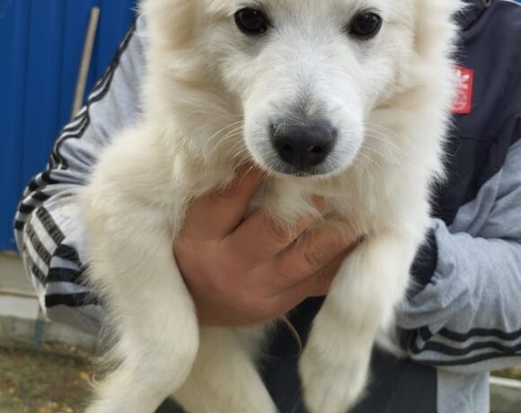 Felix 3 ♥ zieht auf PS nach Hülzweiler und ist bereits vorreserviert ♥ Felix 3 ♥ zieht auf PS nach Hülzweiler und ist bereits vorreserviert ♥