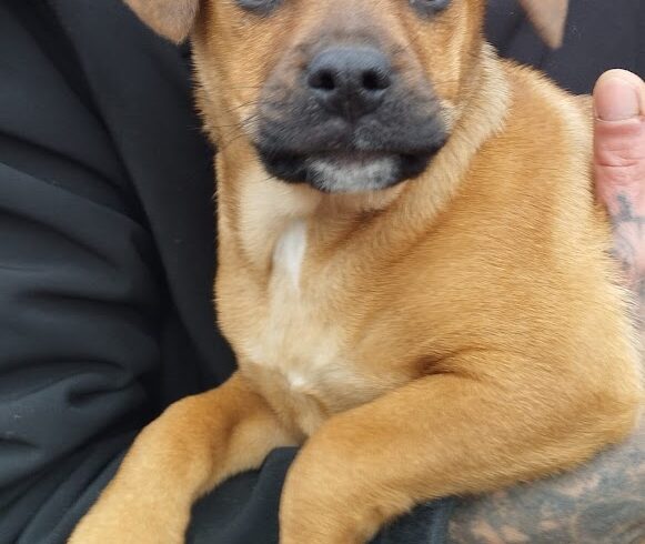 Lea 4 ♥ zieht am 17.01. auf Pflegestelle nach 75433 Maulbronn ♥ vermittelt ♥