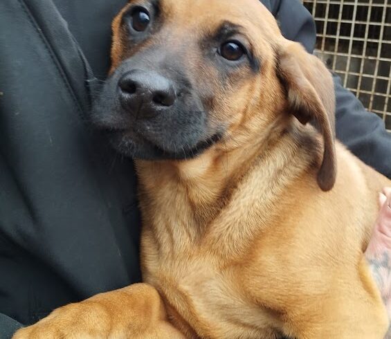 Leo 12 ♥ vermittelt ♥