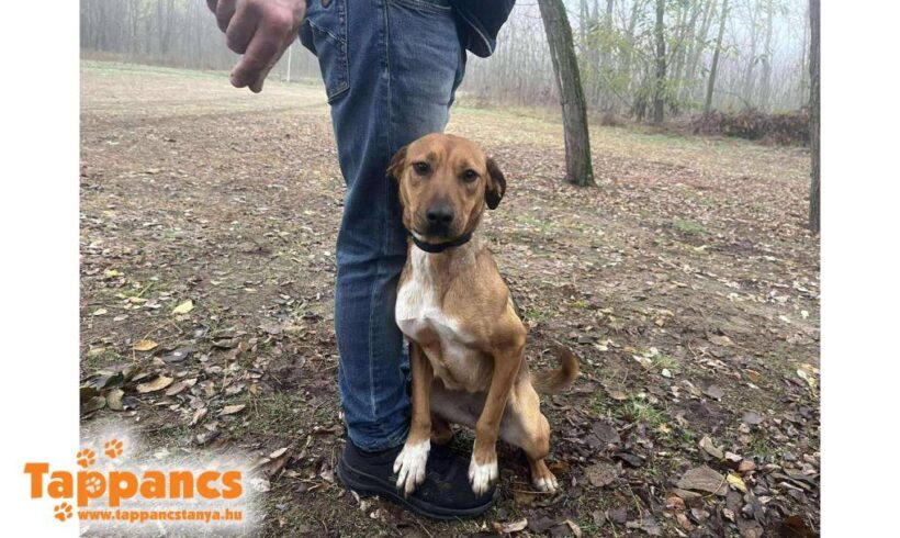 Bella 18 ♥ zieht am 21.02.2026 auf Pflegestelle in 91056 Erlangen ♥ ♥ vermittelt ♥