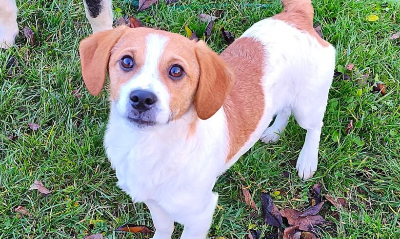 Bobbie +++ kam leider wieder in Ungarn zurück, die Besitzer wussten nicht dass er Bewegung braucht :-(((( vermittelt an Nothilfe für Hunde in Österreich ♥