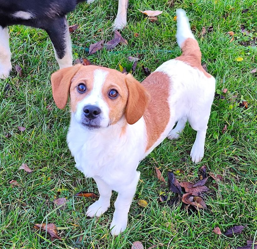 Bobbie +++ kam leider wieder in Ungarn zurück, die Besitzer wussten nicht dass er Bewegung braucht :-(((( vermittelt an Nothilfe für Hunde in Österreich ♥