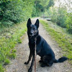 SAMY – AKUTER NOTFALL – MUSS FAMILIE DRINGEND VERLASSEN WEGEN STARKER ALLERGIE DES KINDES!!! DERZEIT IN 95515 PLANKENFELS