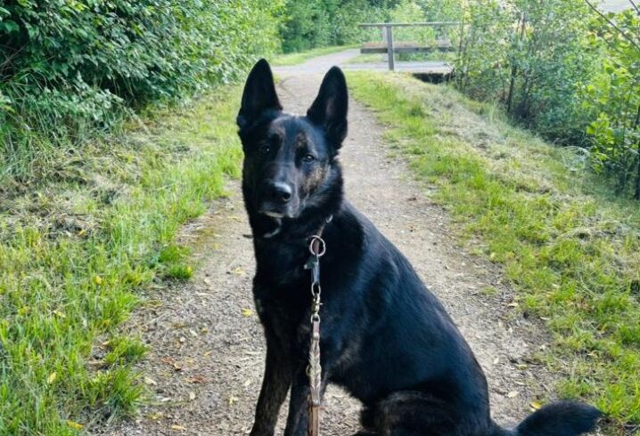 SAMY – AKUTER NOTFALL – MUSS FAMILIE DRINGEND VERLASSEN WEGEN STARKER ALLERGIE DES KINDES!!! DERZEIT IN 95515 PLANKENFELS