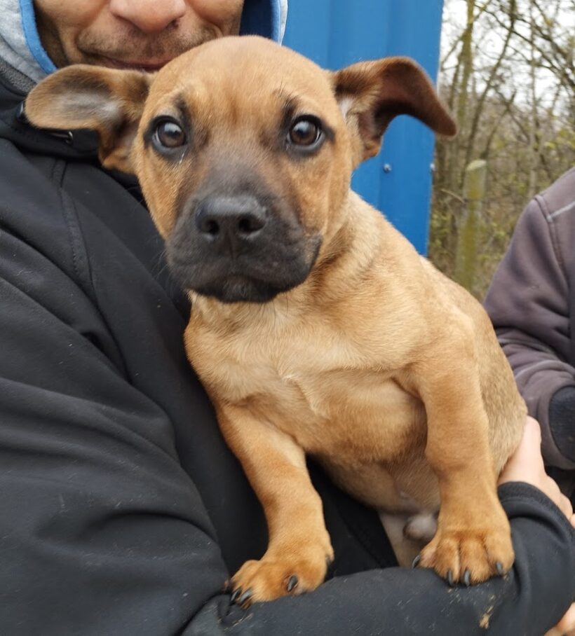 Dagi 8 +++vermittelt+++