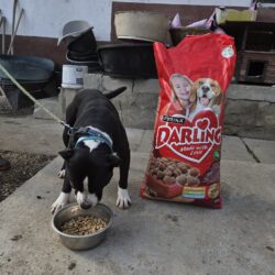 Das Tierheim Mohacs freute sich sehr über unsere Weihnachtsspende, Dank Ihrer Hilfe!