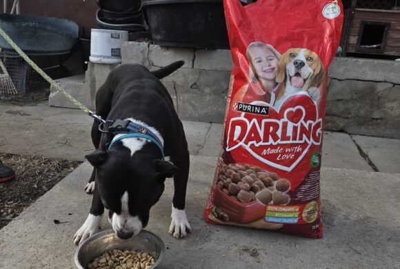 Das Tierheim Mohacs freute sich sehr über unsere Weihnachtsspende, Dank Ihrer Hilfe!