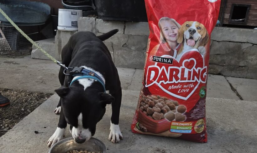 Das Tierheim Mohacs freute sich sehr über unsere Weihnachtsspende, Dank Ihrer Hilfe!