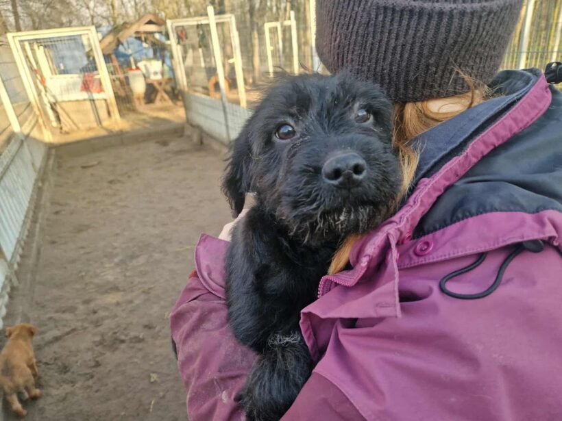 Rudi 5 ♥ vermittelt ♥