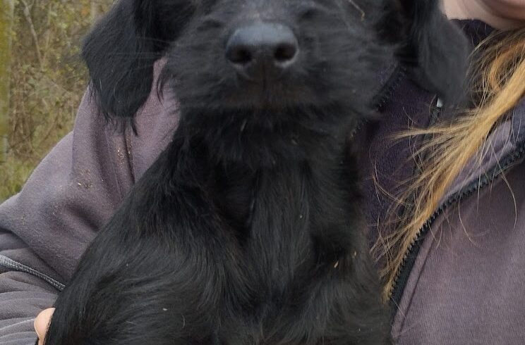 Cuki 10 +++vermittelt+++