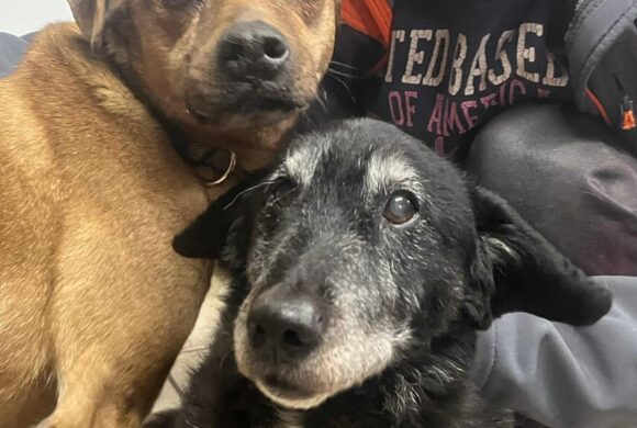 Linda vom Tierheim in Szeged erzählt uns wie wichtig unsere Hilfe für sie ist…