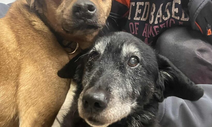 Linda vom Tierheim in Szeged erzählt uns wie wichtig unsere Hilfe für sie ist…