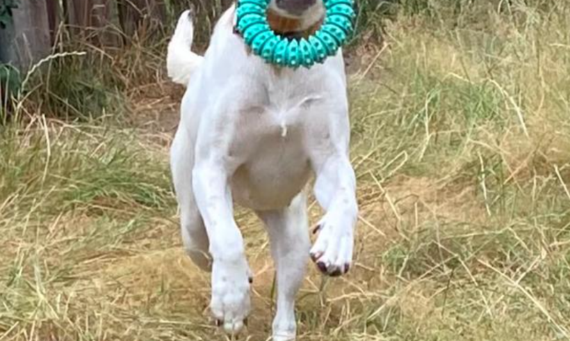 Pipo (Pippa)  ♥ momentan noch in 48282 Emsdetten