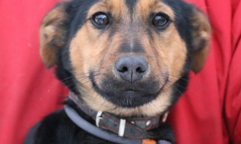 Ari 3 +++vorreserviert+++