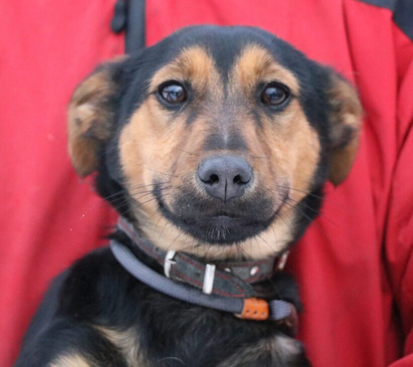 Ari 3 +++ leider wieder abgesagt da Rassehund Vorrang hatte