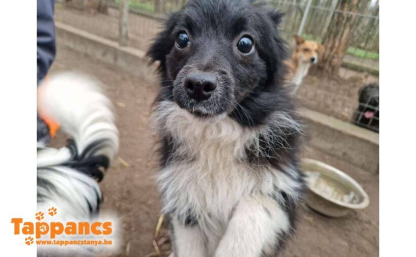 Kalasz ♥ vermittelt ♥