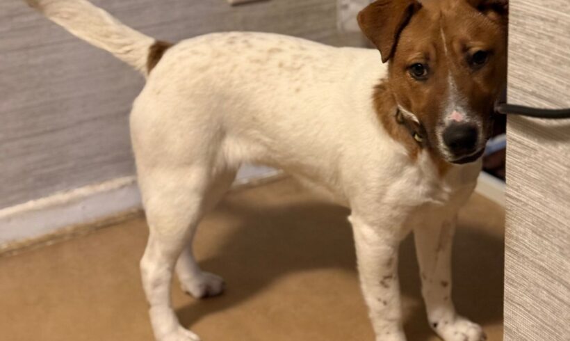 Pipo ♥ zieht am 17.01. auf PS nach 34125 Kassel ♥