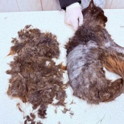 Der Verein Dombóvári Állatbarát Alapítvány kümmert sich überwiegend um Katzen und bedankt sich für die Spenden!