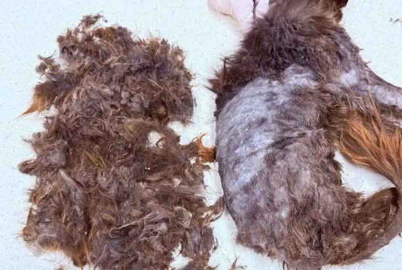 Der Verein Dombóvári Állatbarát Alapítvány kümmert sich überwiegend um Katzen und bedankt sich für die Spenden!